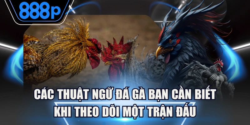 Các Thuật Ngữ Đá Gà Bạn Cần Biết Khi Theo Dõi Một Trận Đấu 3 Các Thuật Ngữ Đá Gà Bạn Cần Biết Khi Theo Dõi Một Trận Đấu