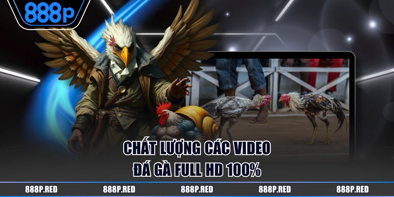 Chất lượng các video đá gà full HD 100%