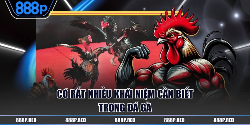 Các Thuật Ngữ Đá Gà Bạn Cần Biết Khi Theo Dõi Một Trận Đấu 4 Có rất nhiều khái niệm cần biết trong đá gà