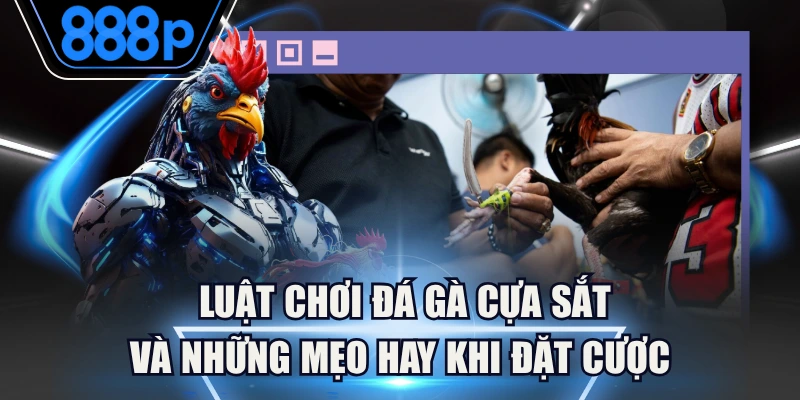 Luật Chơi Đá Gà Cựa Sắt Và Những Mẹo Hay Khi Đặt Cược 2 Luật Chơi Đá Gà Cựa Sắt Và Những Mẹo Hay Khi Đặt Cược