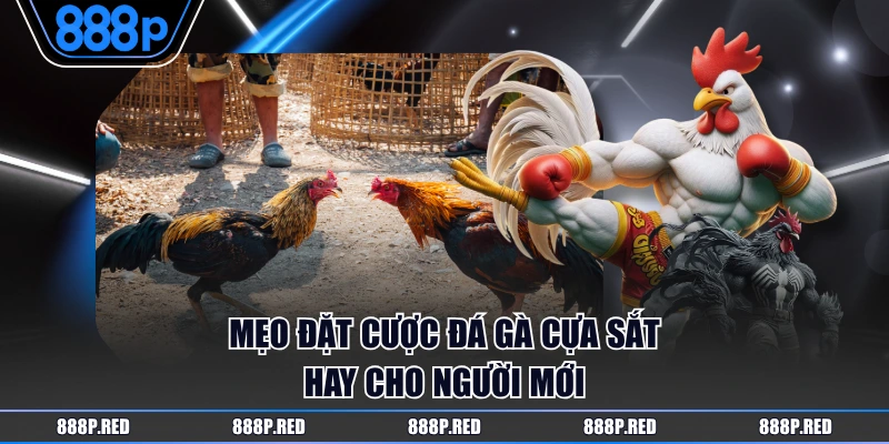 Mẹo đặt cược đá gà cựa sắt hay cho người mới