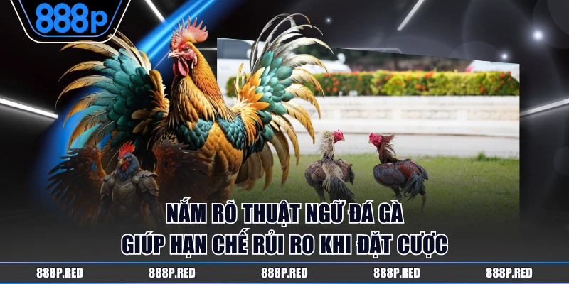 Các Thuật Ngữ Đá Gà Bạn Cần Biết Khi Theo Dõi Một Trận Đấu 3 Nắm rõ thuật ngữ đá gà giúp hạn chế rủi ro khi đặt cược