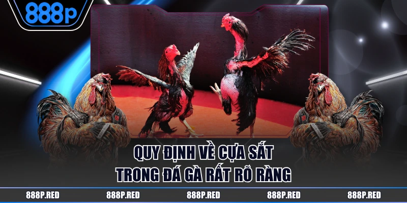 Quy định về cựa sắt trong đá gà rất rõ ràng